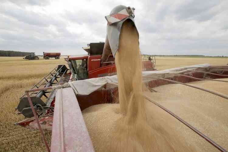 Ukraine's wheat harvest may fall by 35%, raising fears of global shortage