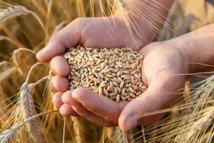 184.58 lakh metric tonnes wheat, 810.05 LMT paddy procured: Govt