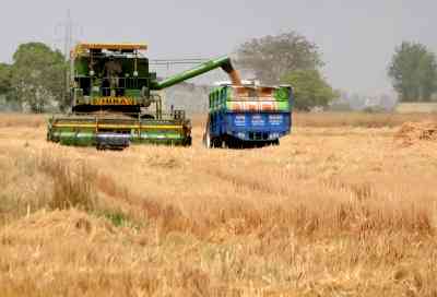 Punjab transfers Rs 502.93 crore into bank accounts of wheat growers