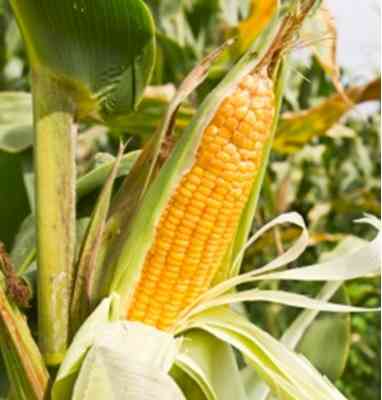 About 70% corn crop in US hit by drought