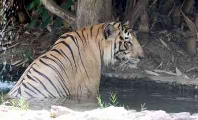 Pilibhit Tiger Reserve on alert over poaching threat