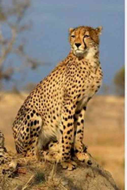 Male cheetah Tejas dies at Kuno, 7th death in last five months