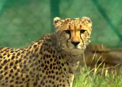 Male cheetah Tejas's autopsy raises questions on ambitious project