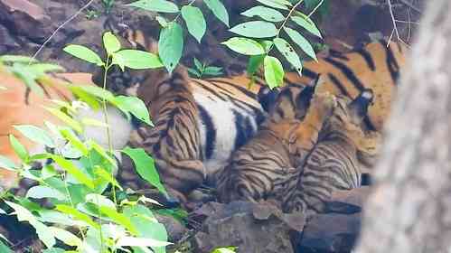 Three tiger cubs born in Ranthambore, CM Gehlot congratulates Forest Dept