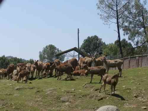 Himachal get nod for big zoo in Kangra