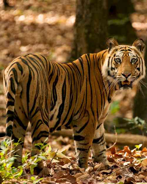 Global Tiger Day: India's 'Project Tiger' marks 50 years of conservation efforts