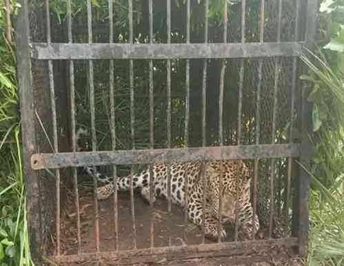 Leopard that killed girl trapped near Tirumala temple