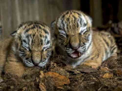 Two tiger cubs found dead in Mudumalai Tiger Reserve, TN