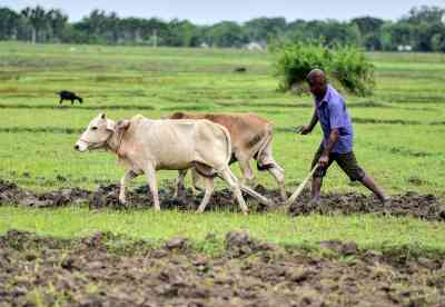 Uneven distribution of rainfall affects crop yields across NE states