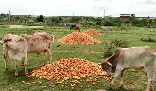 Andhra farmers dump tomatoes in open as price crashes to Rs 3 a kg