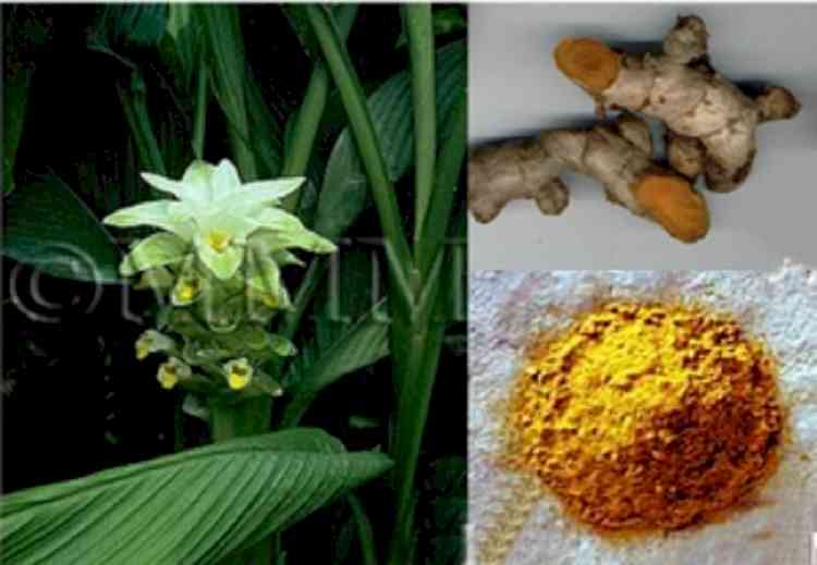 LU botanists discover new disease in turmeric