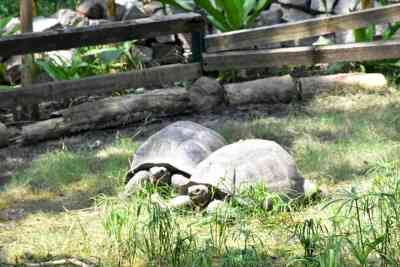 New tortoise sanctuary to be developed in UP's Prayagraj