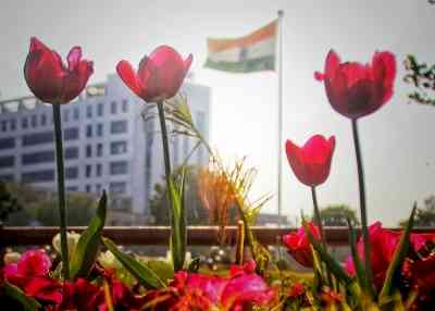 Tulip plantation this season to extend beyond NDMC areas in Delhi