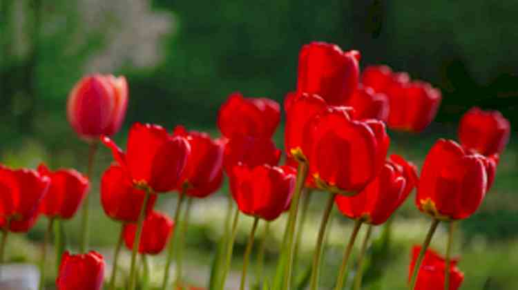 Lucknow sees tulips blooming in winter; a first for the world, say experts