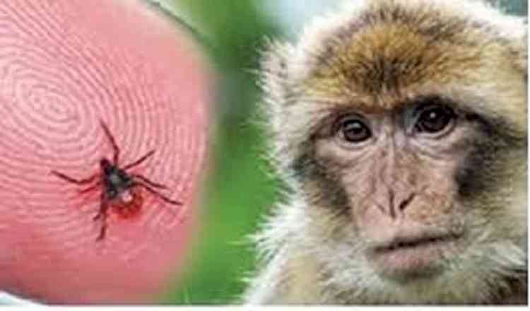 Monkey fever spreads in K'taka, 21 cases reported