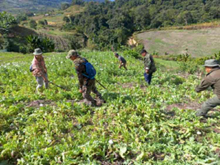 Illegal poppy cultivation in Manipur declined by 50-60 pc: CM Biren Singh