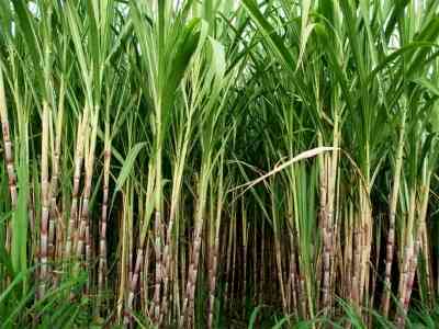 Will meet Amit Shah soon for permission for ethanol production from sugarcane juice: Ajit Pawar