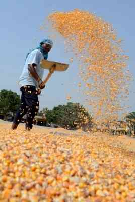 Punjab again fails to procure maize crop on MSP: Sukhbir Badal