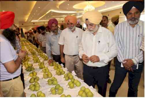 Fruit growers throng mango and pear exhibition at Hoshiarpur’s Dasuya 