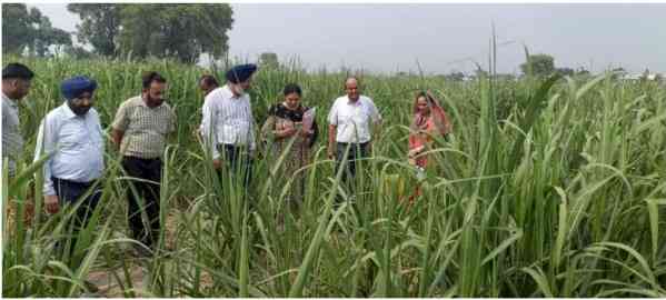 PAU team visits Hoshiarpur farmers to address weed management in sugarcane