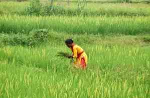 Union Budget: Time to further modernise agri sector with corporate investments