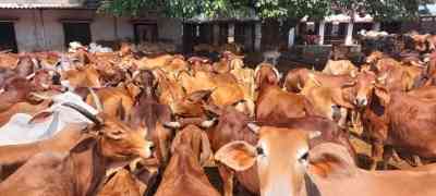 Punjab targets 30 lakh artificial inseminations of livestock