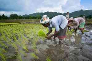 Favourable monsoon boosts paddy sowing beyond normal levels this year