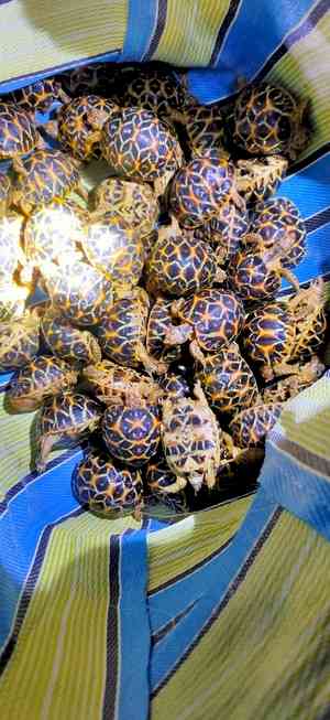 BSF arrests smuggler with 195 star tortoises along Indo-B’desh border