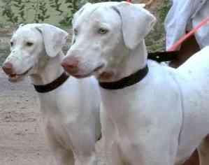 TN government to promote breeding of native dogs, prohibit certain foreign breeds