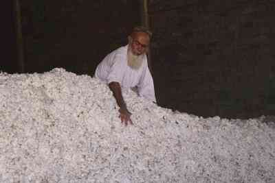 Gujarat: Cotton cultivation rises by 9 lakh hectares in two decades