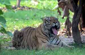 CM Sharma inaugurates tiger safari at Nahargarh Biological Park