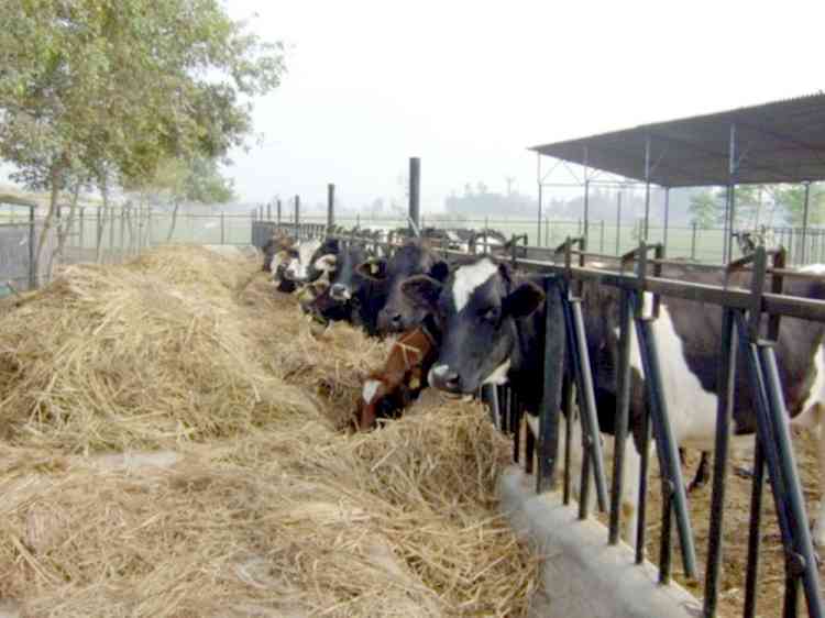 Use of paddy straw as animal feed is economical and beneficial – Animal nutrition expert