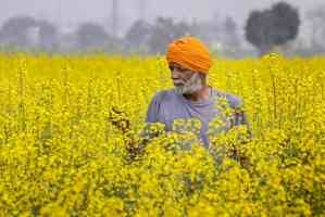 Centre targets food grain production at 341.55 million metric tonnes in FY25