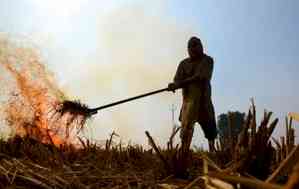 1,393 farm fires detected in Punjab, 874 FIRs registered: Special DGP