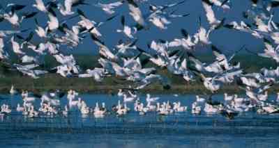 TN: Migratory birds begin arriving at Kodiyakarai Bird Sanctury as rains set in