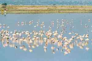 Bird conservation in Sambhar Lake must be safeguarded, says Rajasthan official