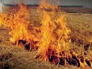 Refrain from burning crop residue, Haryana govt urges farmers