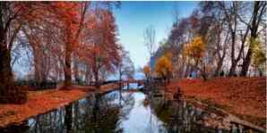 Kashmir's golden yellow autumn starts making way for winter 