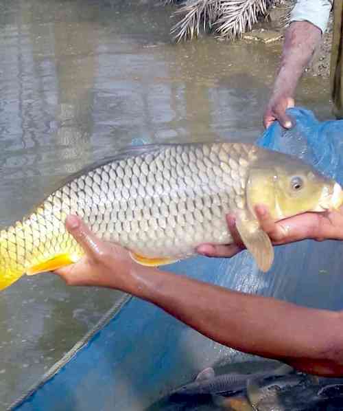 Special care required for fish farming in winter – Vet Varsity Expert