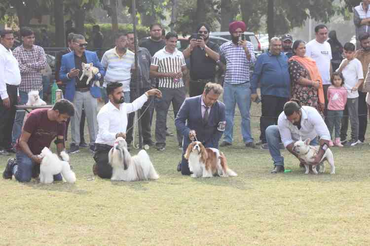 Royal Kennel Club Panchkula in collaboration with Animal Husbandry and Dairy Department holds Mega Dog Show