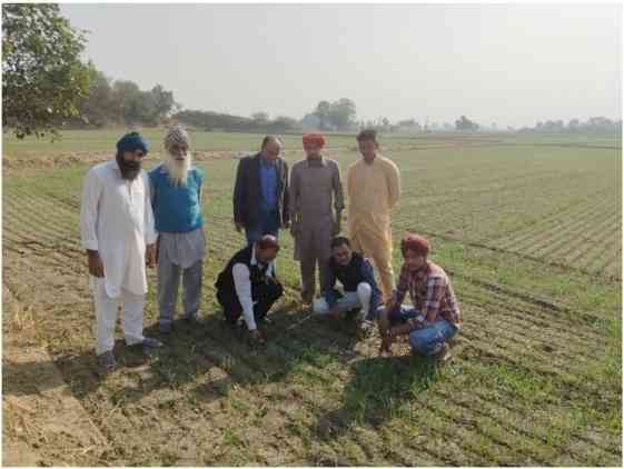 Pink stem borer set to disappear in severe winters, farmers need not panic: PAU