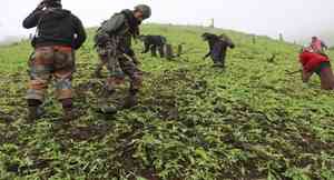 Assam Rifles, police destroy illegal poppy farming areas in Manipur