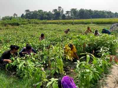 Area sown under rabi crops crosses 632 lakh hectares