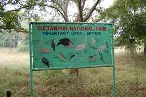 Gurugram: Wildlife Dept to serve notices to illegal constructions surrounding Sultanpur Bird Sanctuary