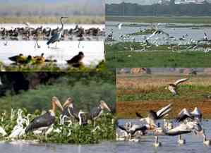 92,885 migratory birds of 85 species spotted in Himachal's Pong wetlands