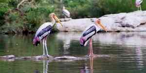 Significant increase in arrival of migratory birds at TN Vettangudi bird sanctuary