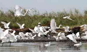 Community-led conservation key for survival of migratory species: UN reports