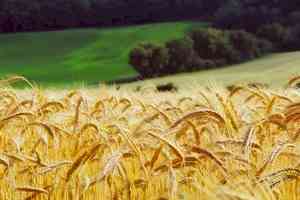 Now, Himachal to procure, market naturally produced wheat