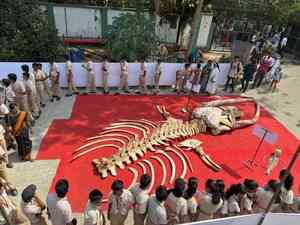 Massive whale skeleton main crowd-puller at CMFRI Fest