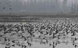 J&K: Asian waterbird census to be conducted across 25 wetlands in Kashmir